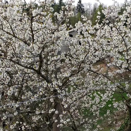 度假居 Abete Bianco *