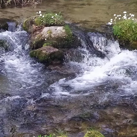 Abete Bianco Serra San Bruno