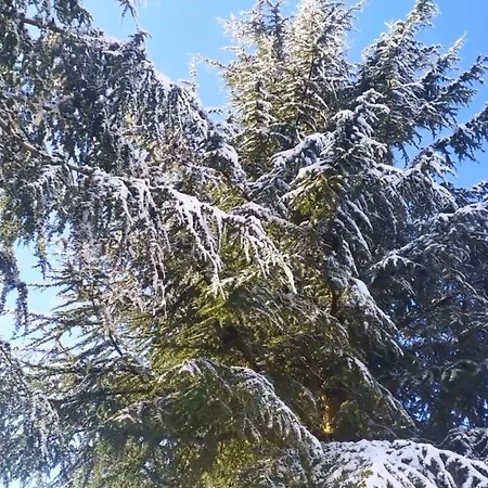 度假居 Abete Bianco *