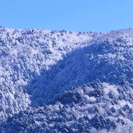 Abete Bianco Serra San Bruno