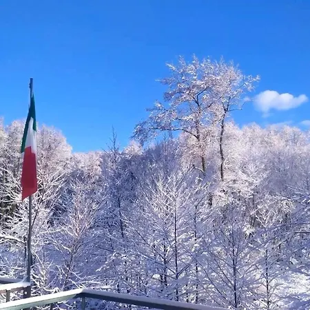 Abete Bianco Serra San Bruno