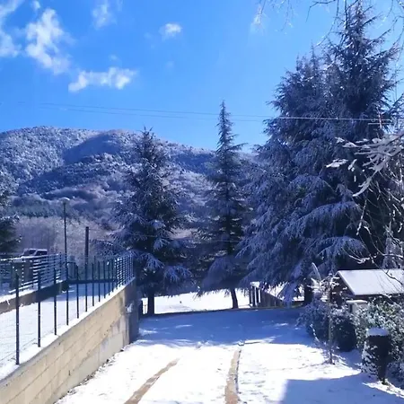 Abete Bianco Serra San Bruno